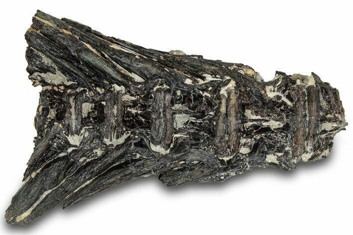 Fossil Fish (Ichthyodectes) Articulated Vertebrae - Kansas #316661